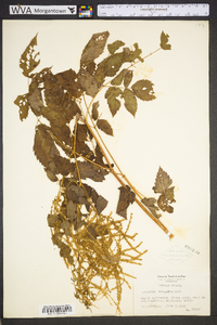 Aruncus dioicus image