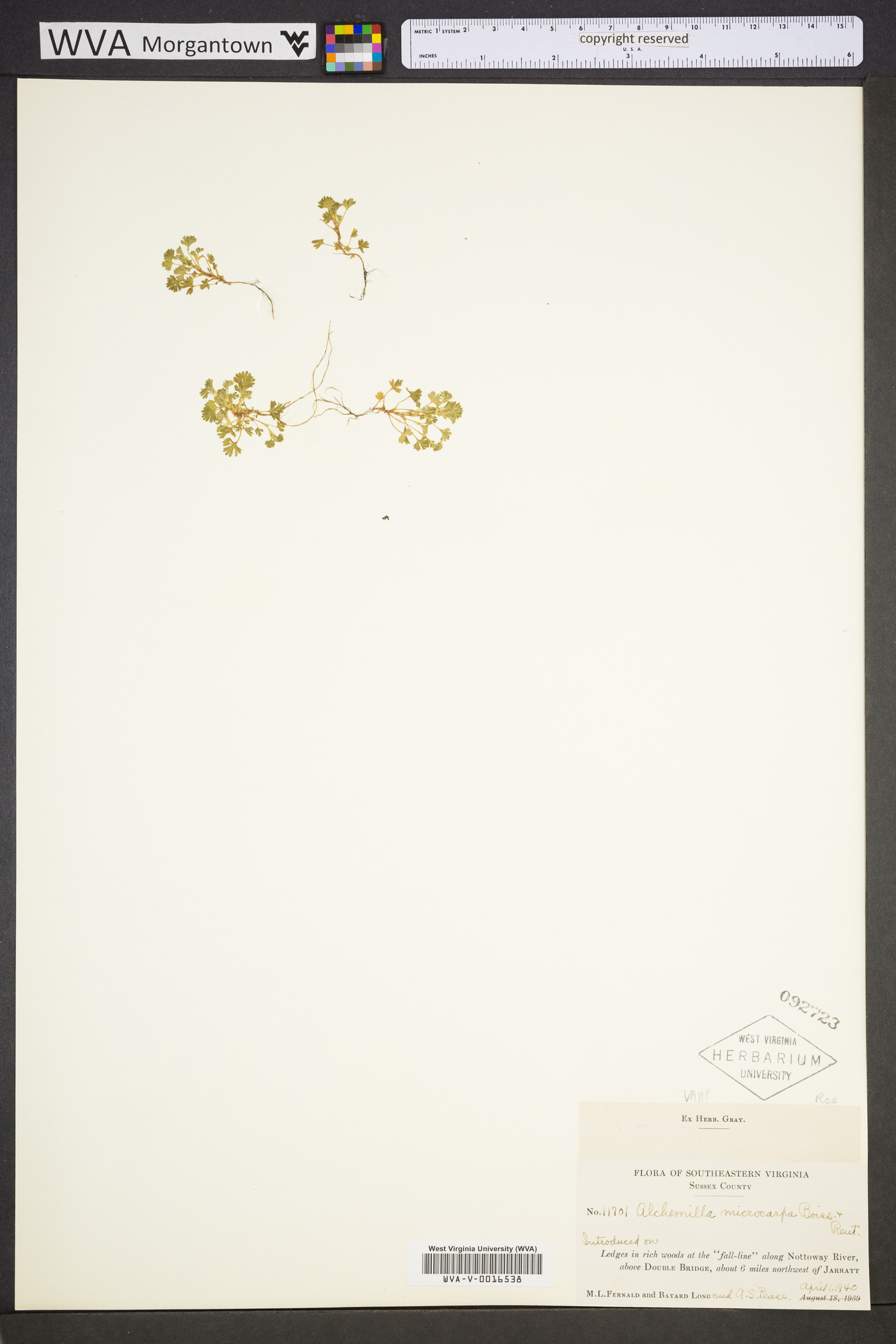 Aphanes microcarpa image