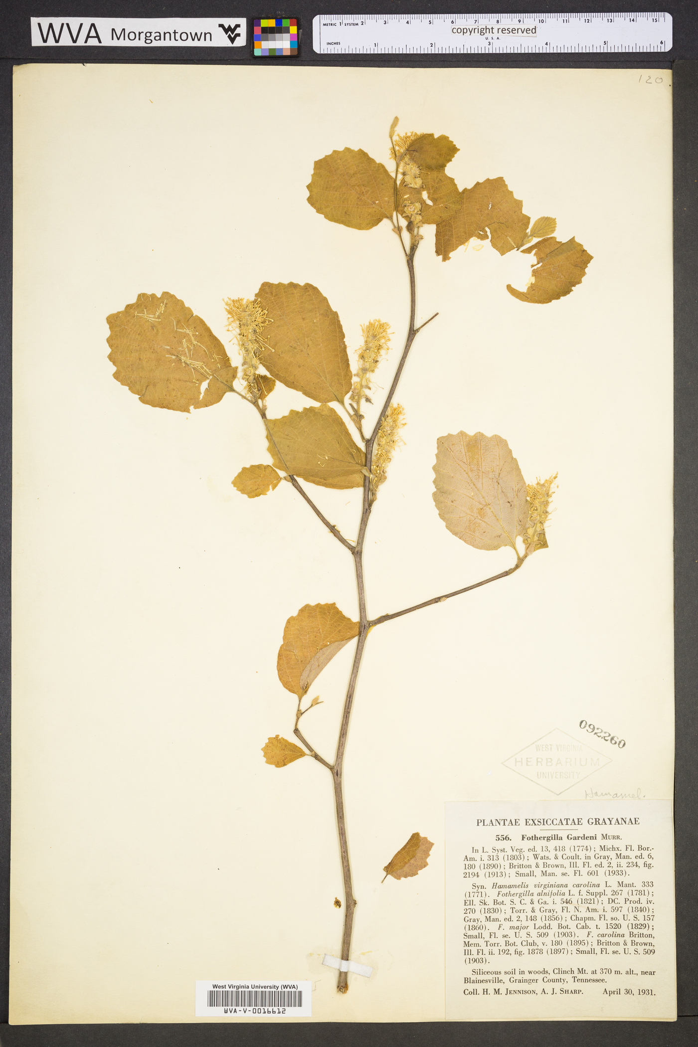 Fothergilla image