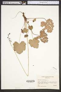 Heuchera americana image