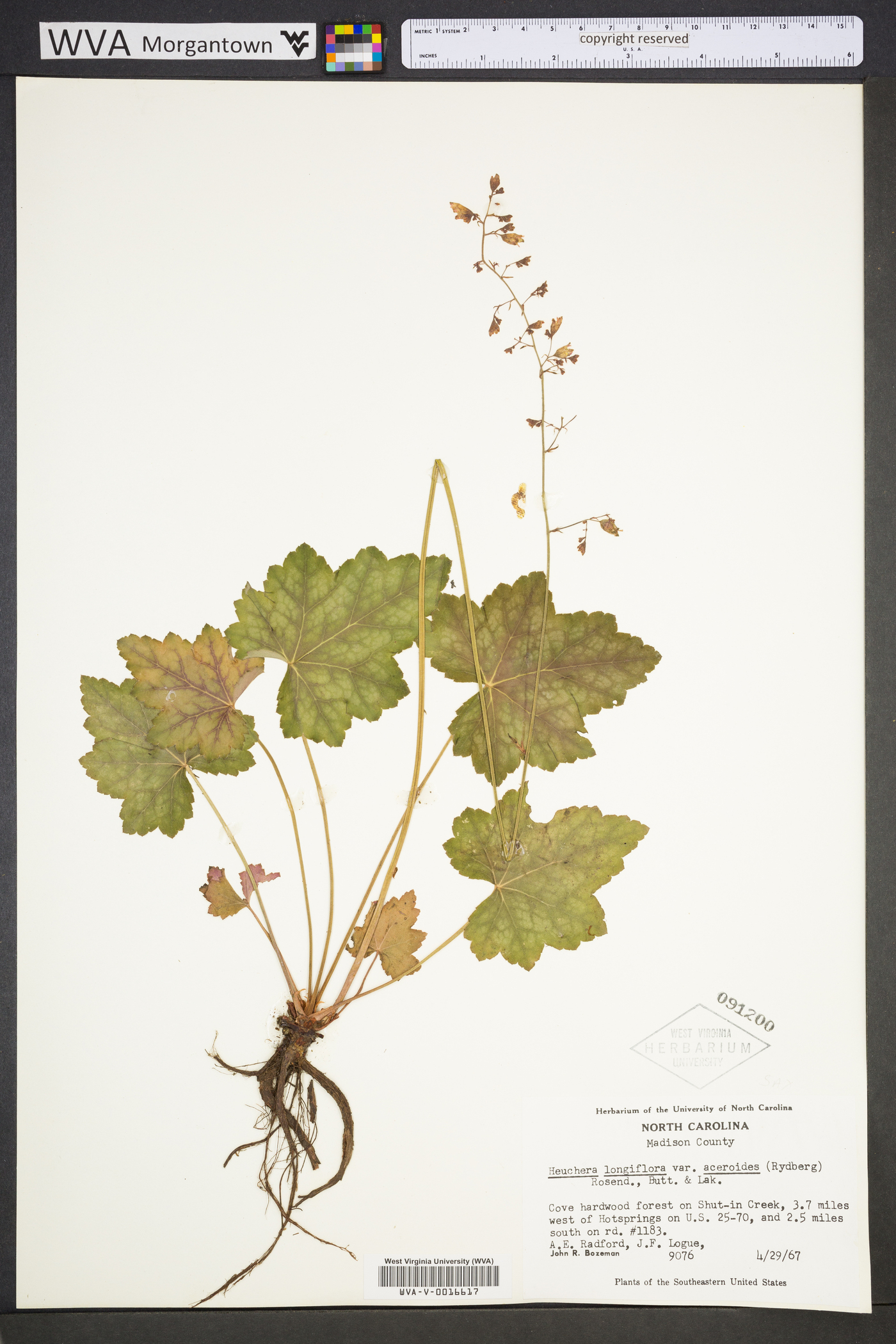 Heuchera longiflora image