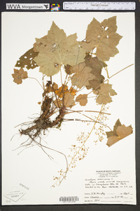 Heuchera americana image