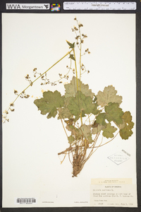 Heuchera americana image