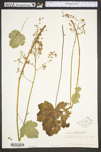 Heuchera americana image