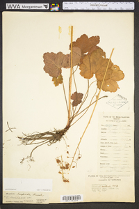 Heuchera americana image