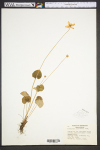 Parnassia asarifolia image