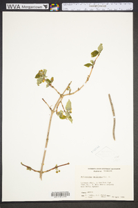 Philadelphus sharpianus image