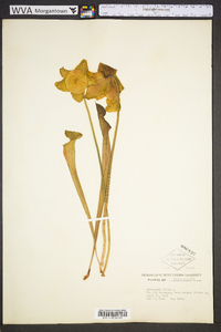 Sarracenia flava image