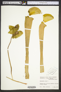 Sarracenia flava image