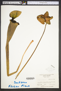 Sarracenia flava image