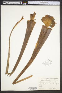 Sarracenia flava image