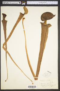 Sarracenia flava image