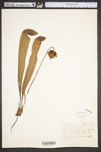 Sarracenia minor image