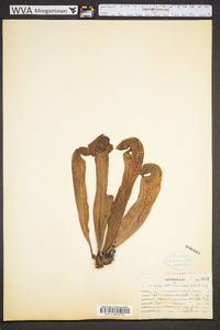 Sarracenia minor image