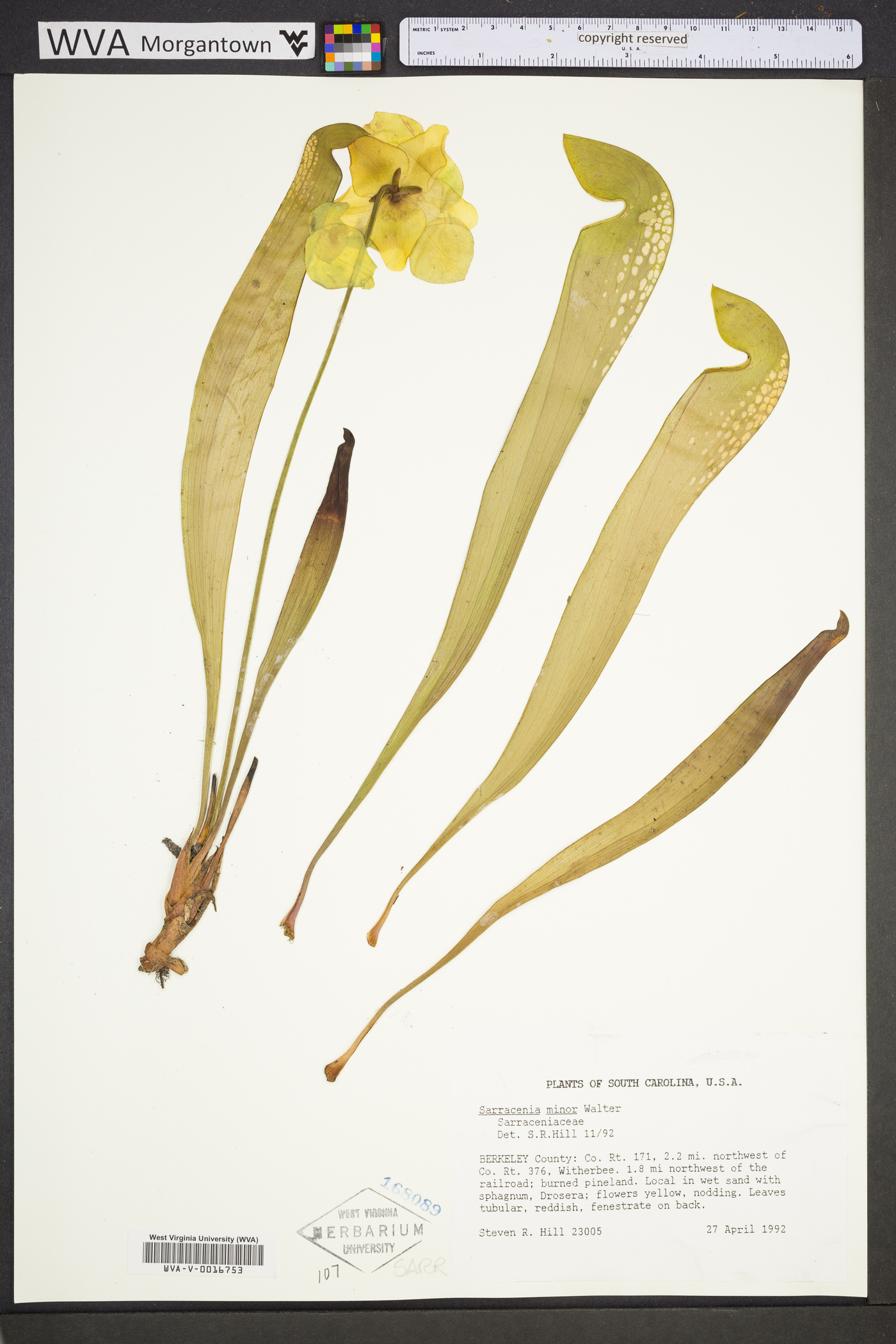 Sarracenia minor image