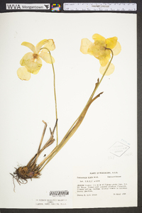 Sarracenia alata image