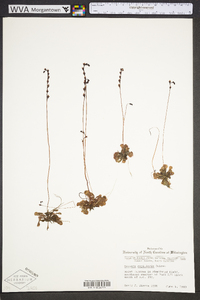 Drosera capillaris image