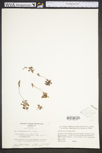 Drosera brevifolia image