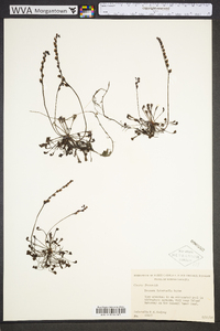 Drosera intermedia image