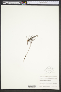 Drosera intermedia image