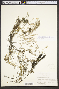 Podostemum ceratophyllum image