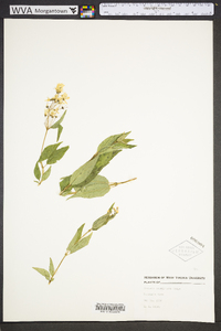 Deutzia parviflora image