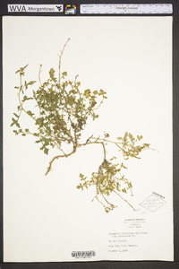 Sisymbrium officinale image