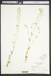 Microthlaspi perfoliatum image