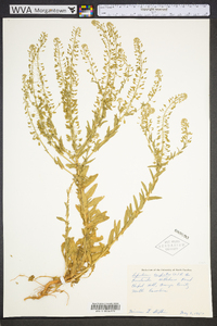 Lepidium campestre image