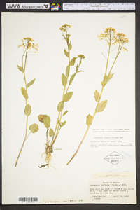 Cardamine bulbosa image