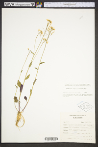 Cardamine bulbosa image