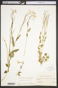 Cardamine bulbosa image