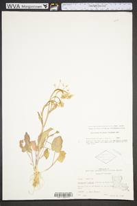 Cardamine bulbosa image