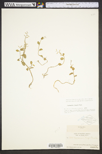 Cardamine longii image