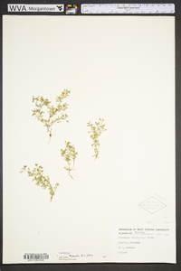 Lepidium didymum image