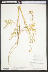 Coincya monensis image