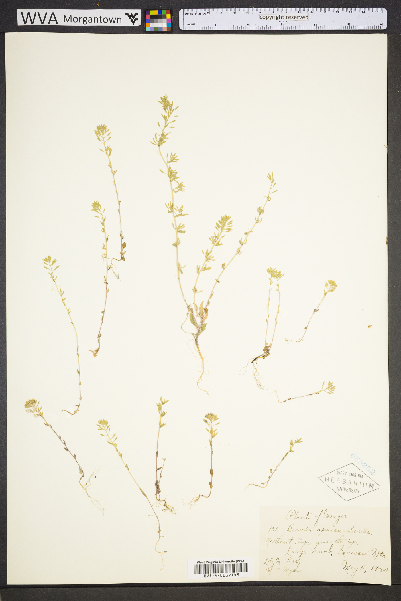 Abdra aprica image