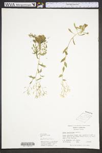 Draba ramosissima image