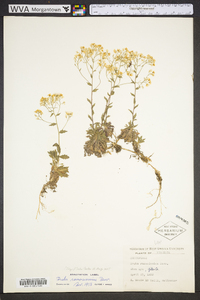 Draba ramosissima image