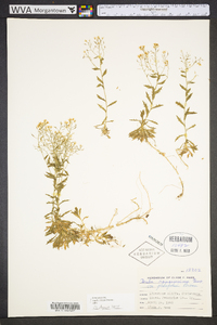 Draba ramosissima image