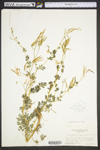 Capnoides sempervirens image