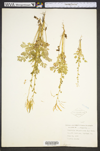 Capnoides sempervirens image