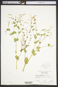 Capnoides sempervirens image