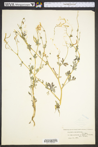 Capnoides sempervirens image