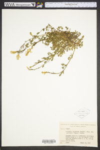 Corydalis micrantha image