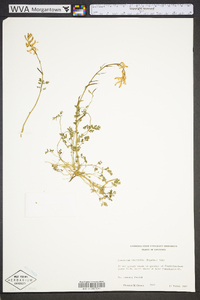 Corydalis micrantha image