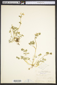 Corydalis flavula image