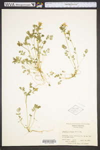 Corydalis flavula image