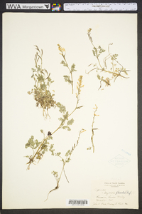 Corydalis flavula image