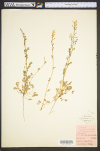 Corydalis aurea image